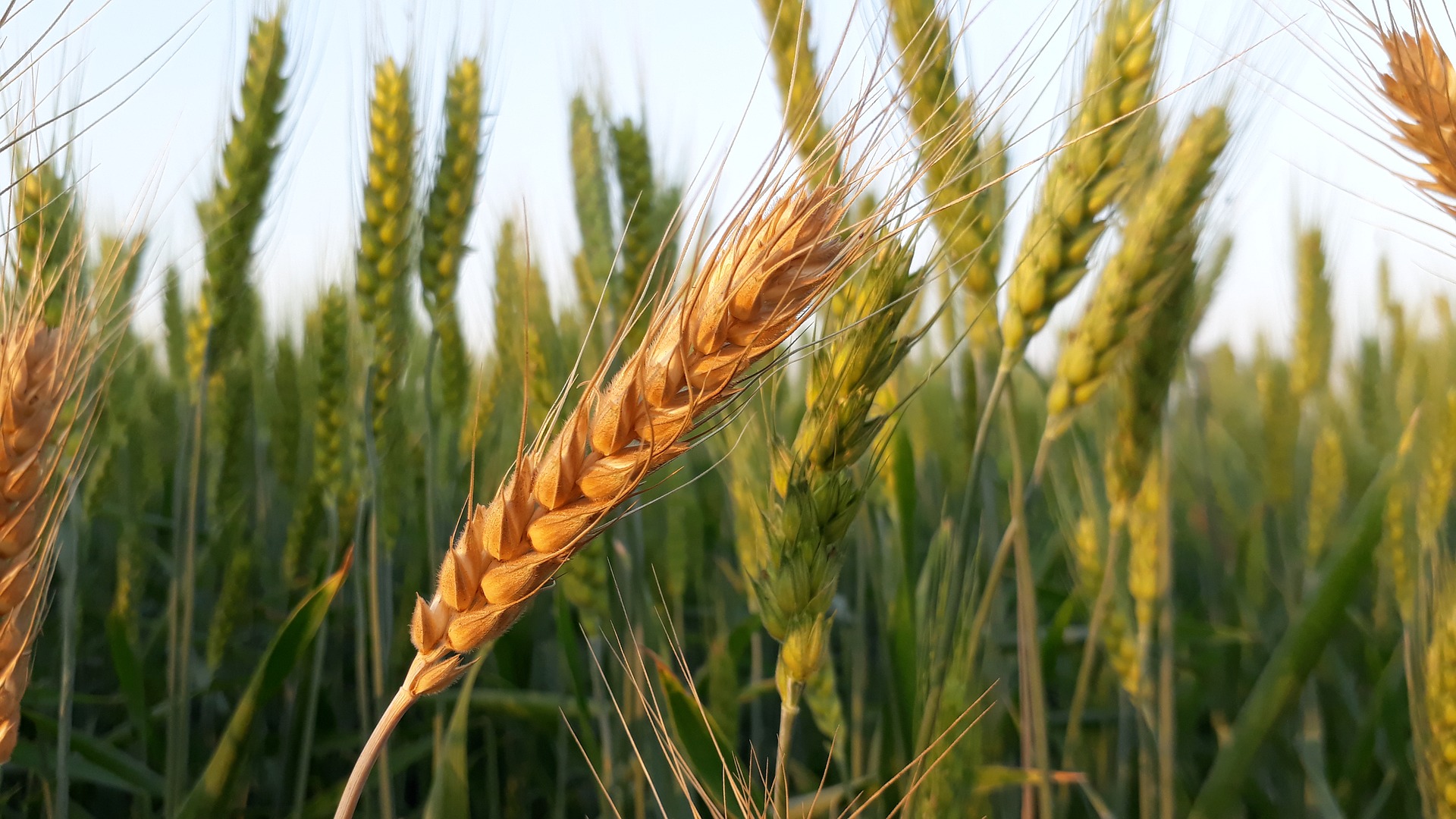 Agro-omeopatia. La cura omeopatica del meraviglioso mondo ...