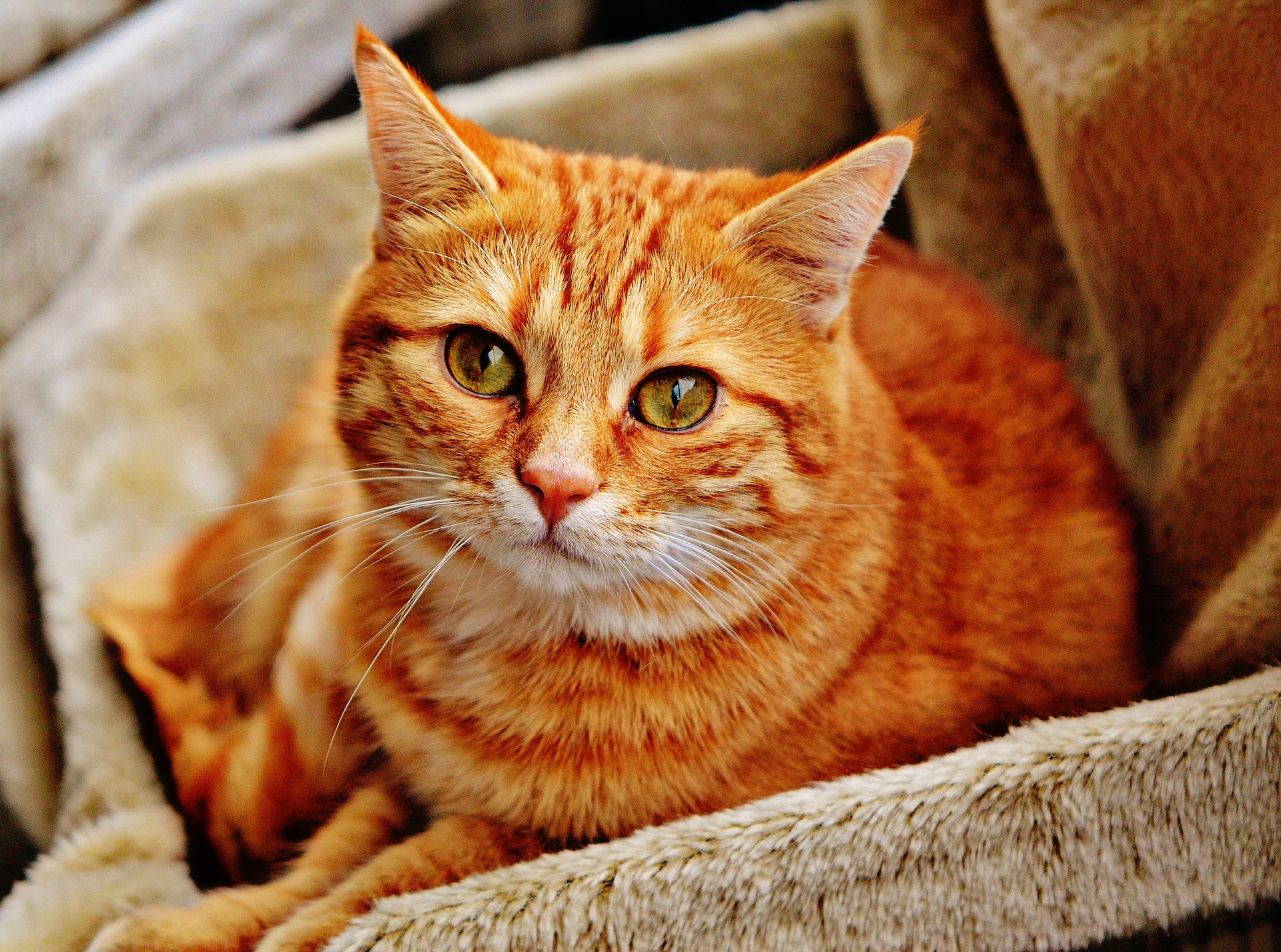 Gatto Diabetico Curato Con Lomeopatia Un Caso Clinico Veterinario