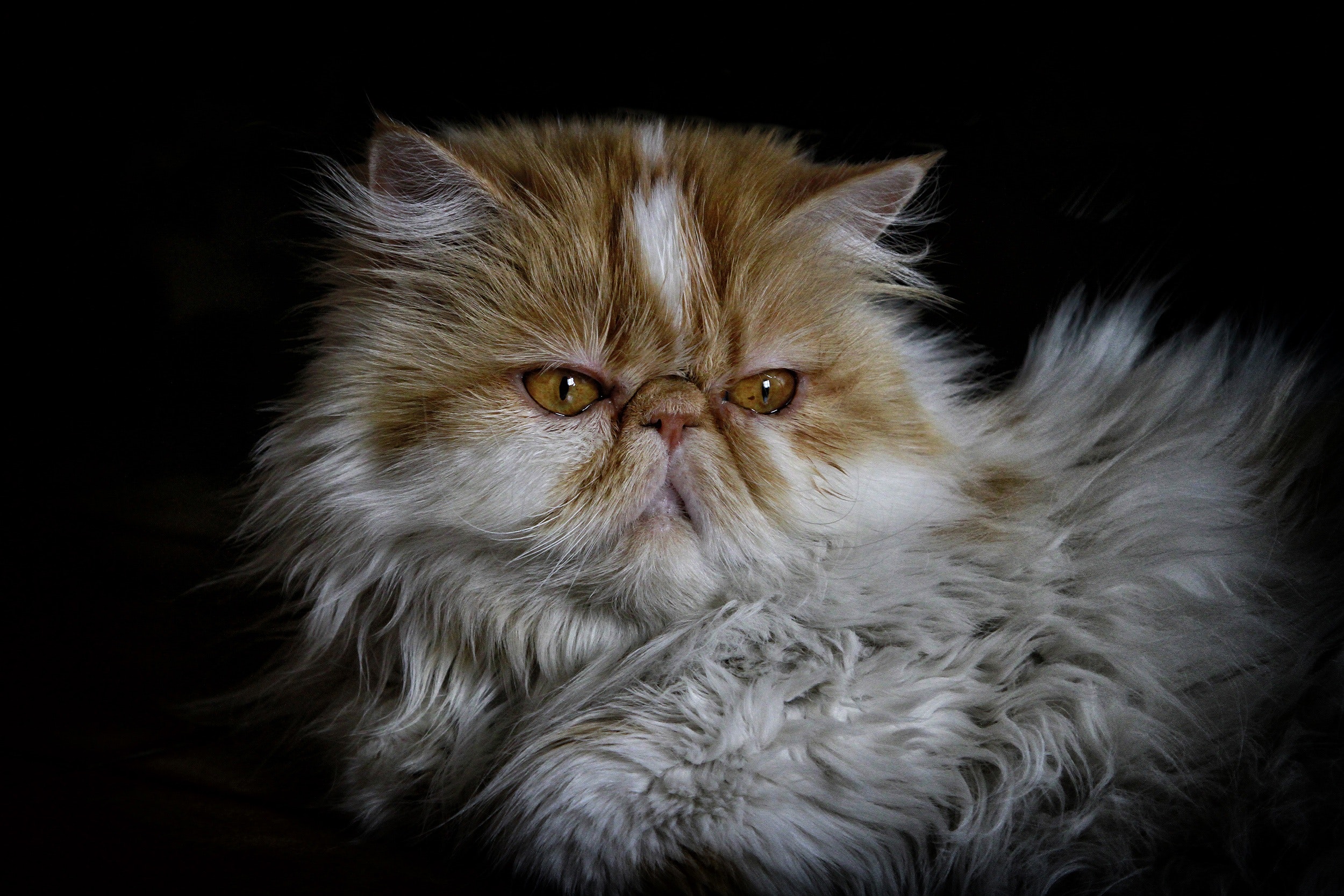 Lanalisi Del Caso Clinico Di Un Gatto In Omeopatia Unicista