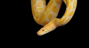 24-25 ottobre e 28-29 novembre: I serpenti in Omeopatia (webinar)