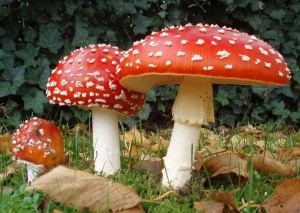 Agaricus muscarius in omeopatia veterinaria