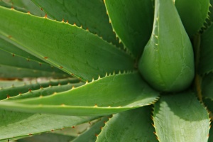 Aloe socotrina. Le caratteristiche del rimedio omeopatico e le diagnosi differenziali