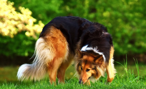 Cane cardiopatico trattato con l'omeopatia