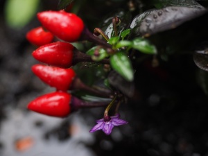 Capsicum annuum