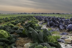 Che cos'è l'Agro-Omeopatia? Facciamo chiarezza