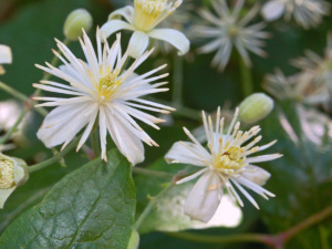 Clematis erecta