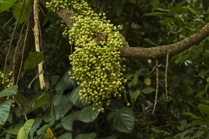 Cocculus indicus dalla prospettiva dell'Omeopata Veterinario