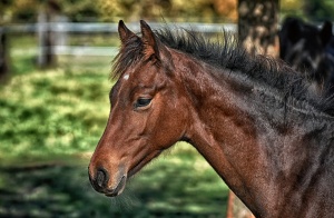 Colica da costipazione nel cavallo. Tre casi clinici omeopatici