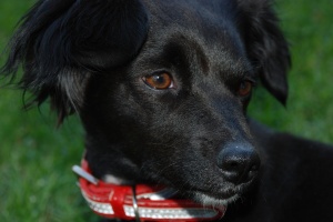 Collasso tracheale in un cane