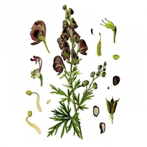 Cos'è Aconitum napellus?