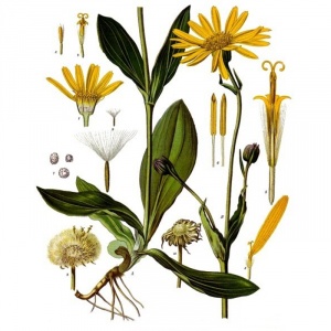 Arnica montana