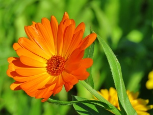 Cos'è Calendula officinalis?