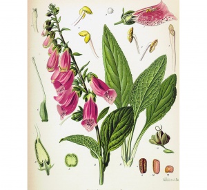 Cos'è Digitalis purpurea?