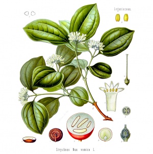 Nux Vomica - Rimedi Omeopatici