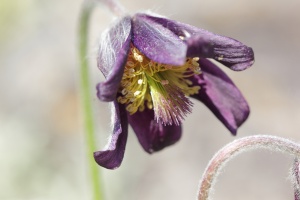 Cos'è Pulsatilla nigricans?