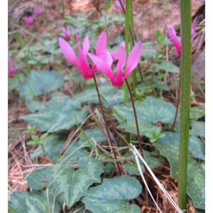 Cyclamen europaeum in medicina veterinaria omeopatica