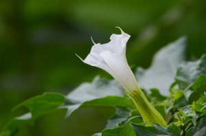 Datura stramonium