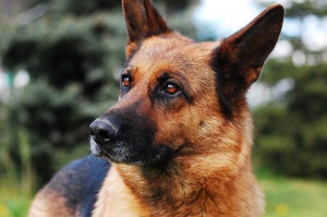 Displasia dell'anca nel cane trattata con l'Omeopatia