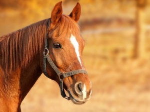 Disturbo comportamentale nel cavallo curato con l'Omeopatia