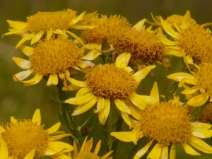 Due casi clinici trattati con Arnica montana in Omeopatia