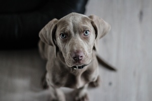 Epilessia in un cane. Un caso clinico omeopatico veterinario