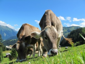 Fertilità bovina e medicina omeopatica veterinaria