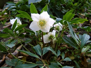 Il distacco dalla realtà di Helleborus niger