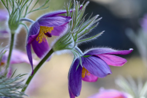 Il mutevole fluire nel vento di Pulsatilla nigricans