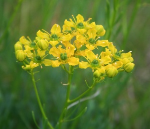 Le indicazioni di Ruta graveolens in Omeopatia