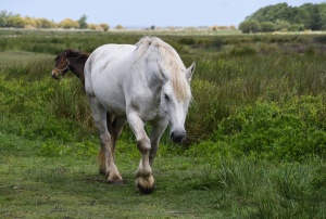 Omeopatia veterinaria