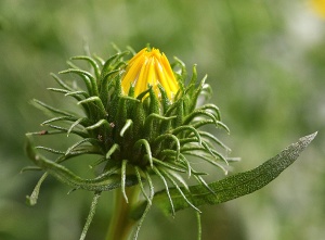 Indicazioni omeopatiche di Grindelia robusta nell'asma