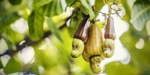 L'Anima dei Rimedi omeopatici. Anacardium orientale