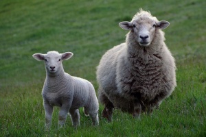 L'omeopatia nel controllo delle parassitosi delle pecore nelle valli di Zeri