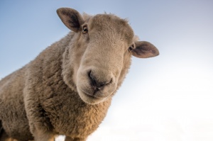 L'Omeopatia nel trattamento delle malattie delle pecore