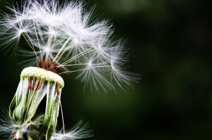 L'omeopatia nelle malattie allergiche e respiratorie