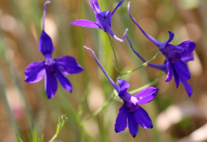 La dignità ferita di Delphinium staphysagria, rimedio omeopatico