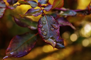 Gocce d'acqua sulle foglie