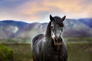 Il legame affettivo tra due cavalli in Omeopatia veterinaria