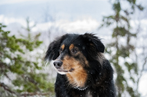 Tosse con ansia e paura in un cane risolta con il rimedio omeopatico Aconitum