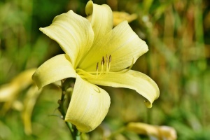 Lilium tigrinum