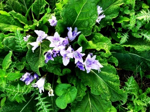 Mandragora officinarum. Prescrizione di un piccolo rimedio in medicina omeopatica e suo follow-up Mandragora officinarum. Prescrizione di un piccolo rimedio in medicina omeopatica e suo follow-up