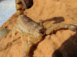 Materia Medica Omeopatica degli scorpioni (Androctonus amoreuxii hebraeus)