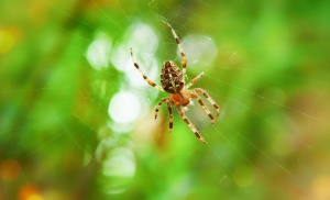 Materia Medica Omeopatica e casi clinici di Aranea diadema