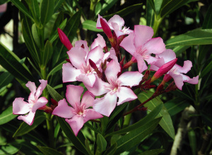 Oleander. Caso clinico e Materia Medica Omeopatica