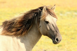 Omeopatia per le tendiniti nel cavallo