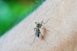 Prevenzione omeopatica della malaria