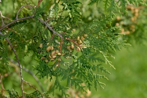 Thuja occidentalis in clinica omeopatica