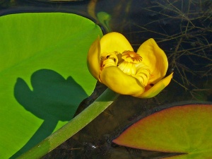 Tre casi clinici del rimedio omeopatico Nuphar luteum