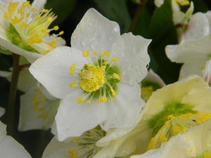 helleborus