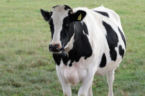 Una giornata da medico veterinario omeopata di provincia